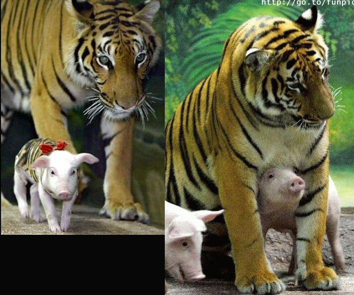 Tigres e Porkinhos (3)